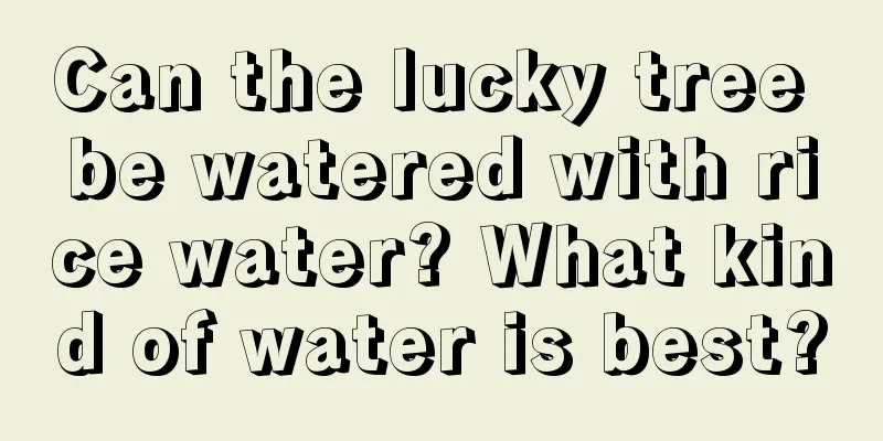 Can the lucky tree be watered with rice water? What kind of water is best?