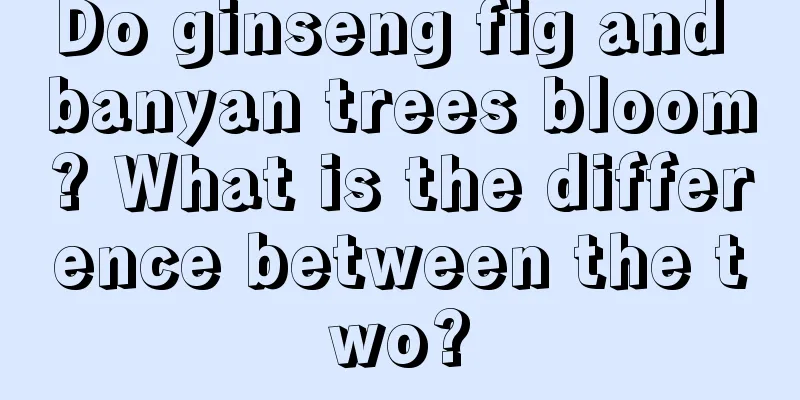 Do ginseng fig and banyan trees bloom? What is the difference between the two?