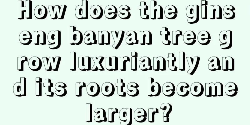 How does the ginseng banyan tree grow luxuriantly and its roots become larger?