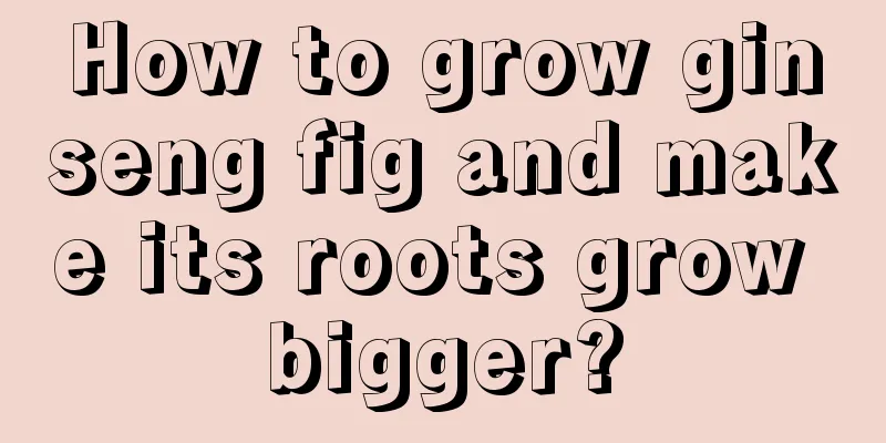 How to grow ginseng fig and make its roots grow bigger?