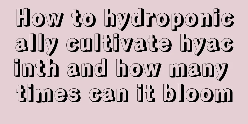 How to hydroponically cultivate hyacinth and how many times can it bloom