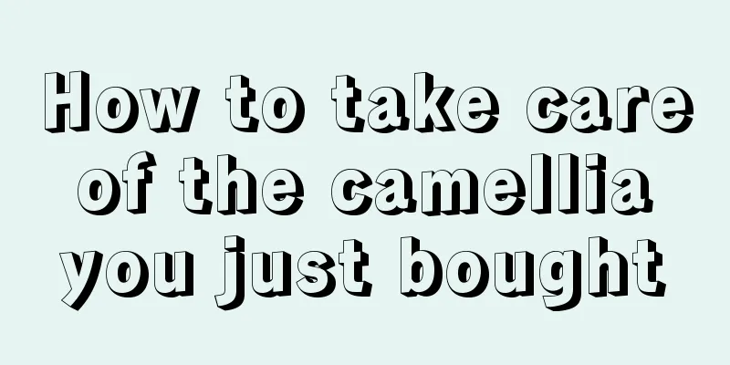 How to take care of the camellia you just bought