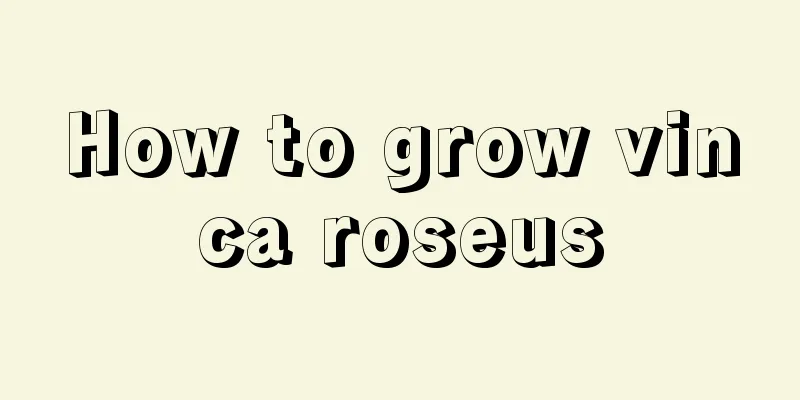 How to grow vinca roseus