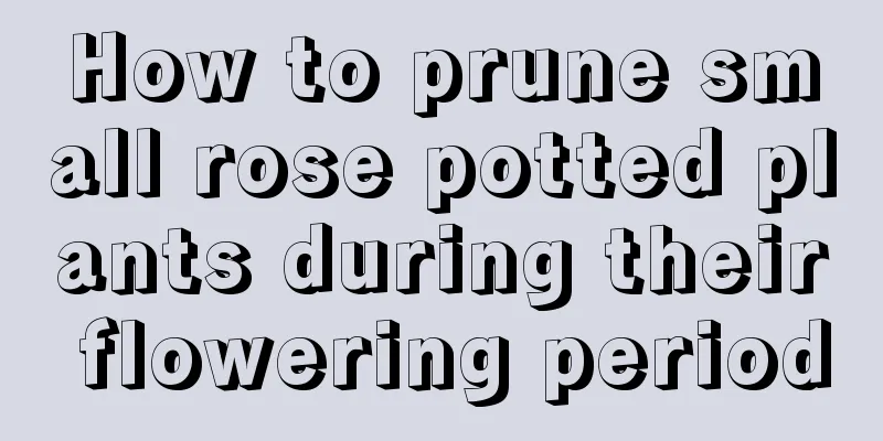 How to prune small rose potted plants during their flowering period