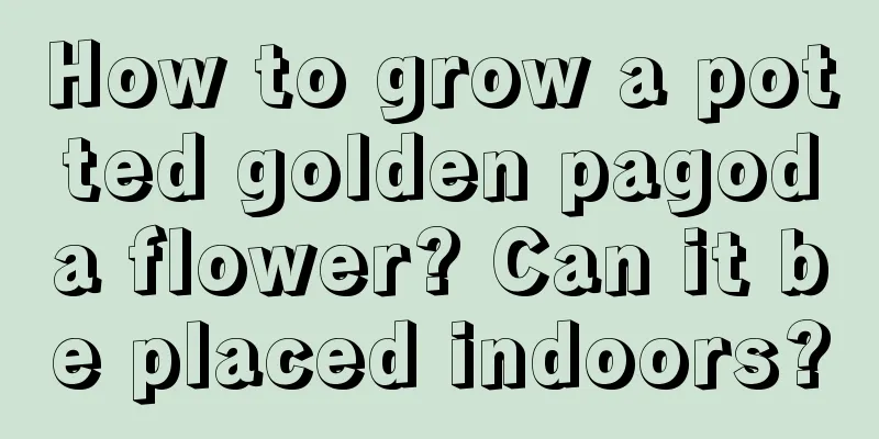 How to grow a potted golden pagoda flower? Can it be placed indoors?