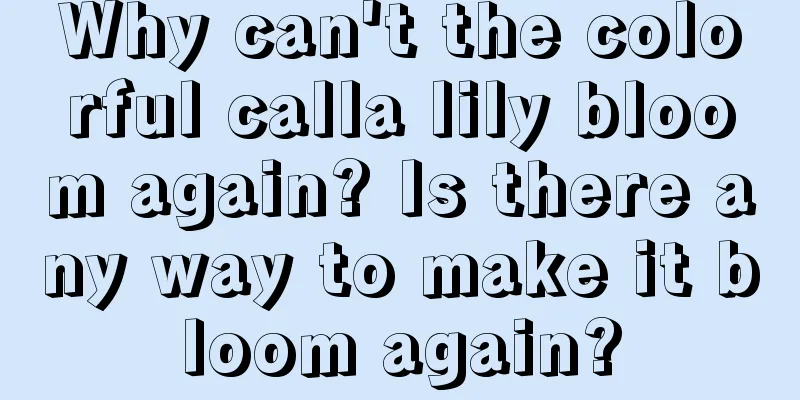 Why can't the colorful calla lily bloom again? Is there any way to make it bloom again?