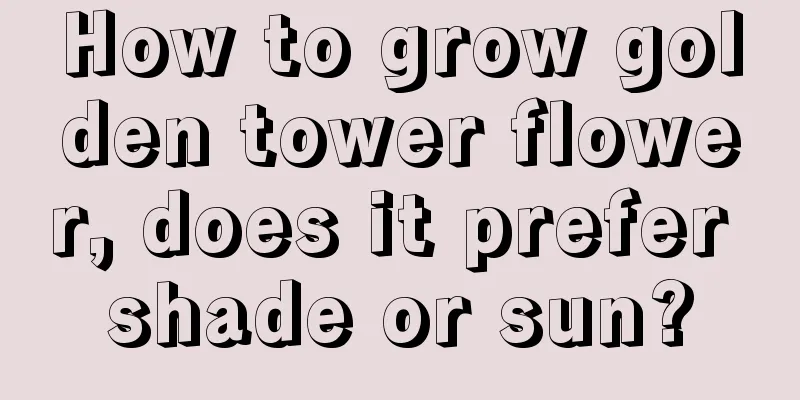 How to grow golden tower flower, does it prefer shade or sun?