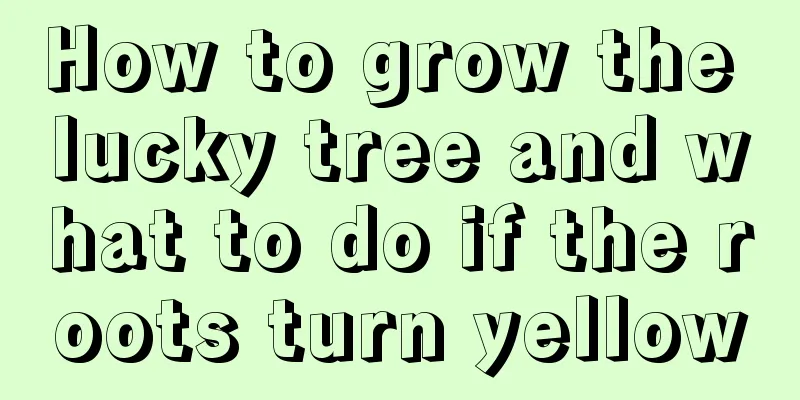 How to grow the lucky tree and what to do if the roots turn yellow