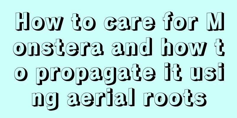 How to care for Monstera and how to propagate it using aerial roots