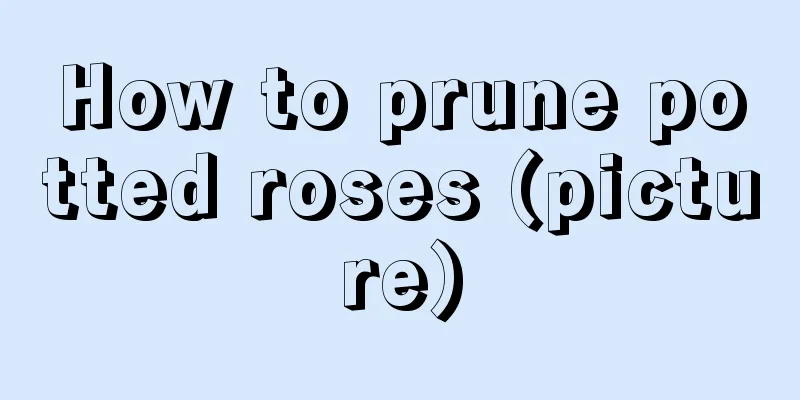 How to prune potted roses (picture)