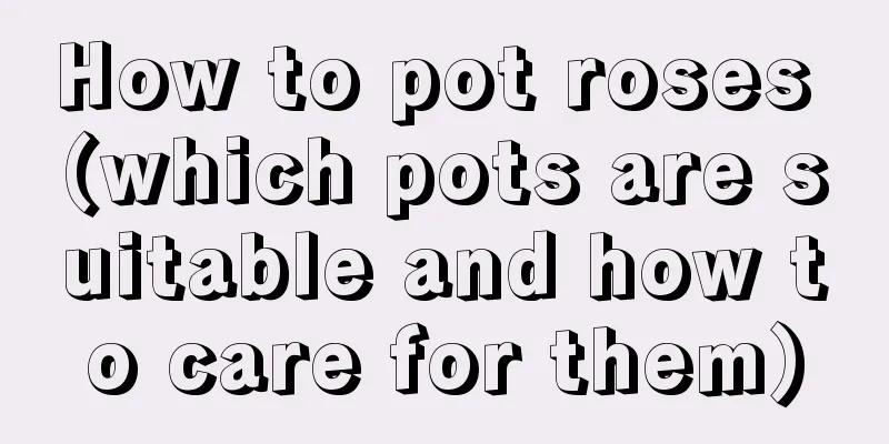 How to pot roses (which pots are suitable and how to care for them)