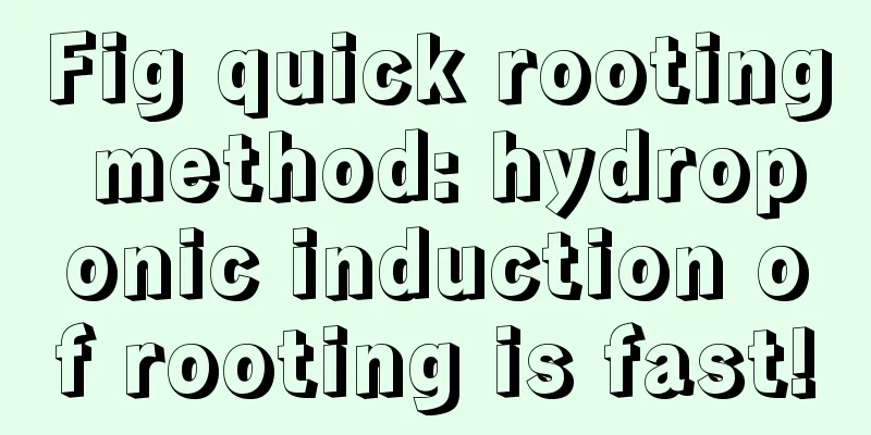 Fig quick rooting method: hydroponic induction of rooting is fast!