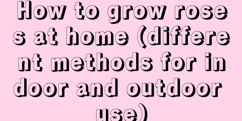 How to grow roses at home (different methods for indoor and outdoor use)