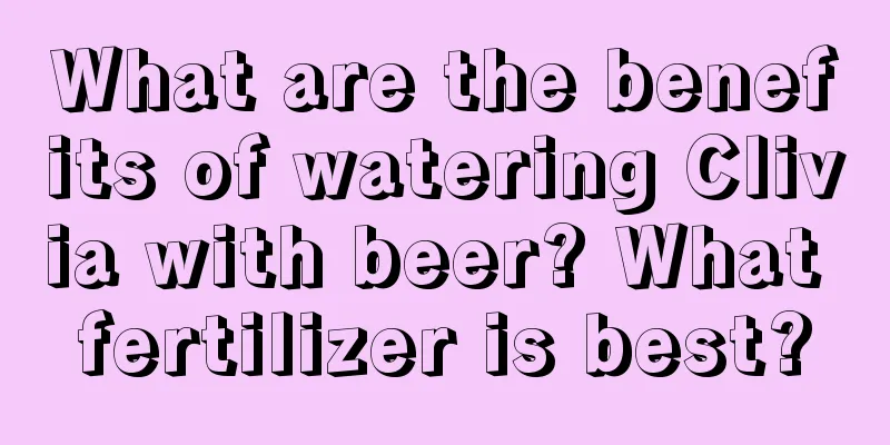 What are the benefits of watering Clivia with beer? What fertilizer is best?