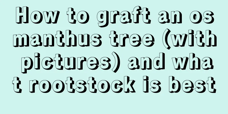 How to graft an osmanthus tree (with pictures) and what rootstock is best