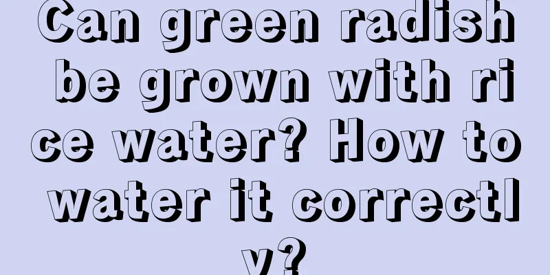 Can green radish be grown with rice water? How to water it correctly?