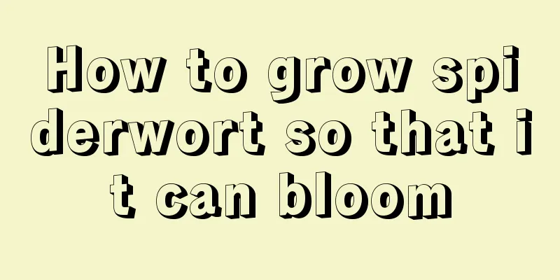 How to grow spiderwort so that it can bloom