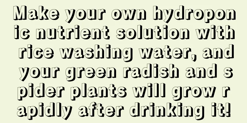 Make your own hydroponic nutrient solution with rice washing water, and your green radish and spider plants will grow rapidly after drinking it!