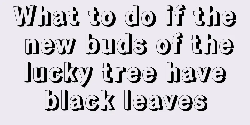 What to do if the new buds of the lucky tree have black leaves