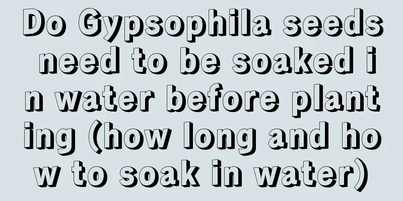 Do Gypsophila seeds need to be soaked in water before planting (how long and how to soak in water)