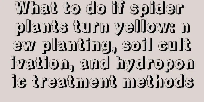 What to do if spider plants turn yellow: new planting, soil cultivation, and hydroponic treatment methods