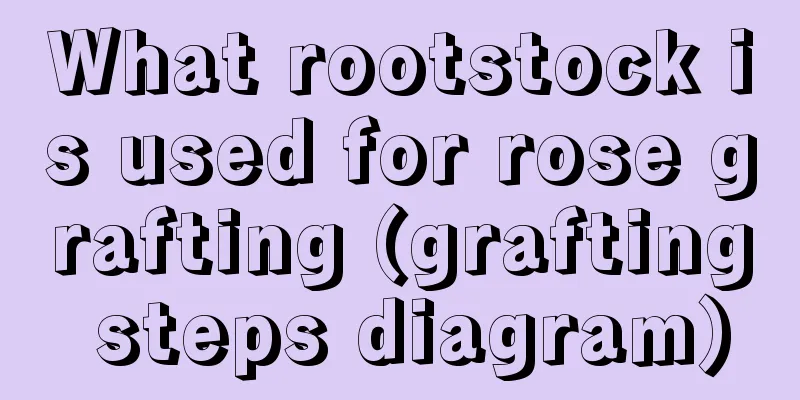 What rootstock is used for rose grafting (grafting steps diagram)