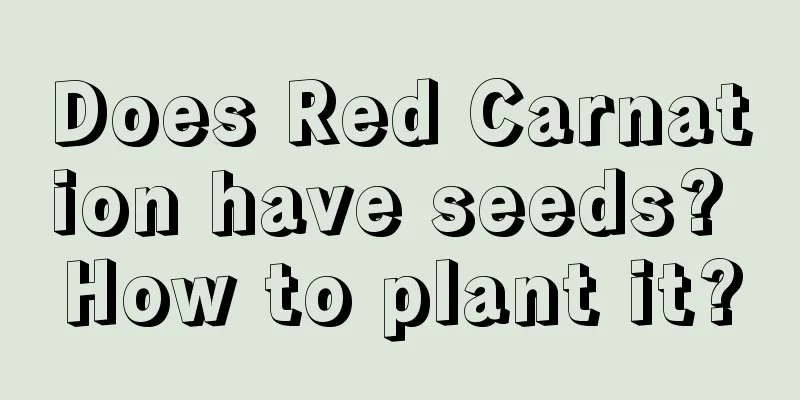 Does Red Carnation have seeds? How to plant it?