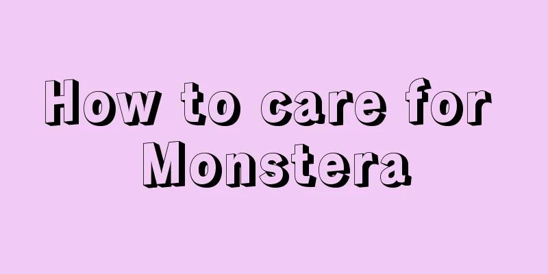 How to care for Monstera