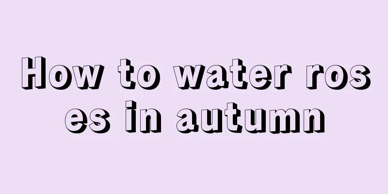 How to water roses in autumn