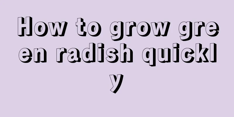 How to grow green radish quickly