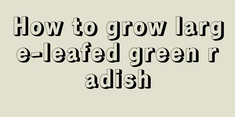 How to grow large-leafed green radish