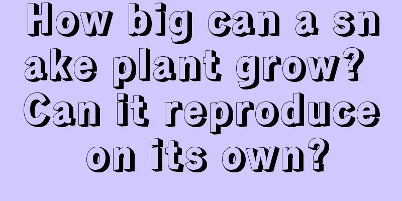 How big can a snake plant grow? Can it reproduce on its own?