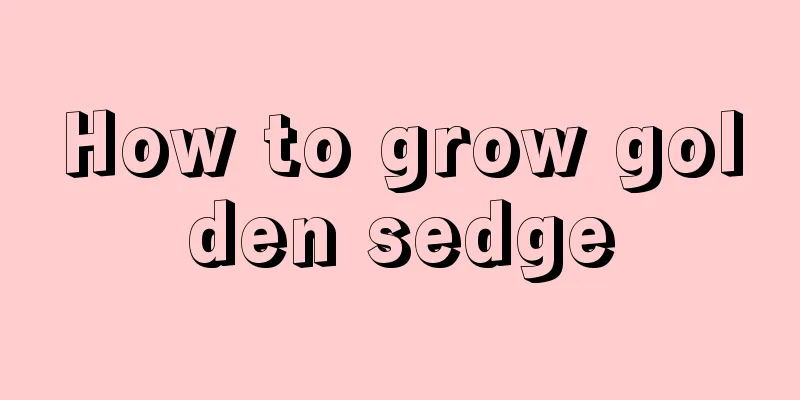 How to grow golden sedge