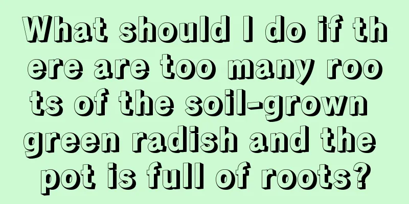 What should I do if there are too many roots of the soil-grown green radish and the pot is full of roots?