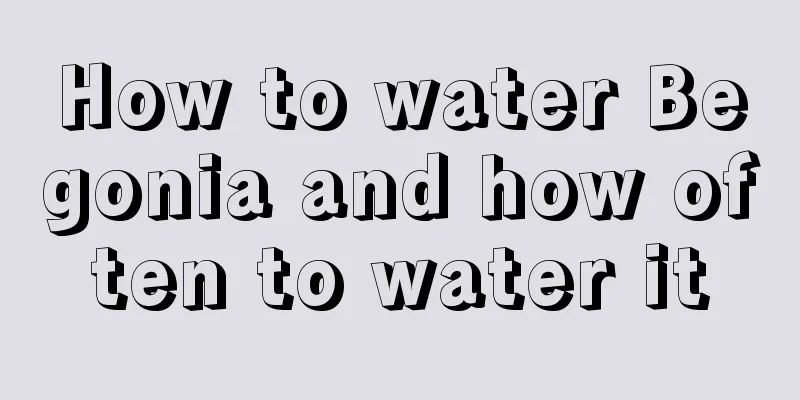 How to water Begonia and how often to water it