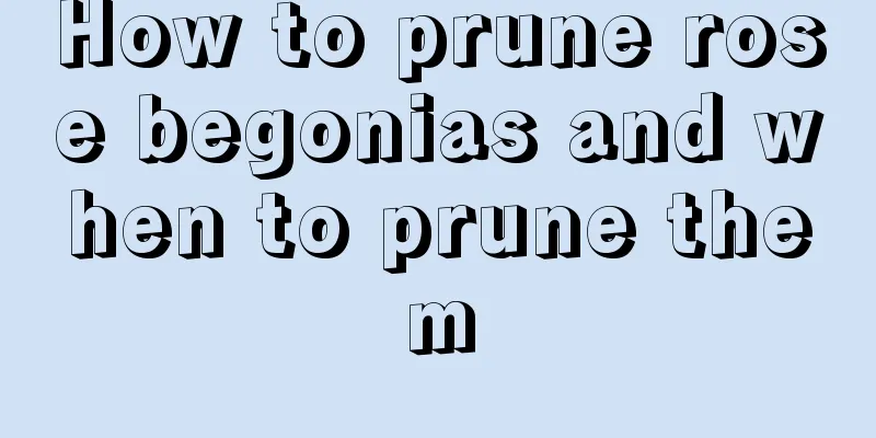 How to prune rose begonias and when to prune them