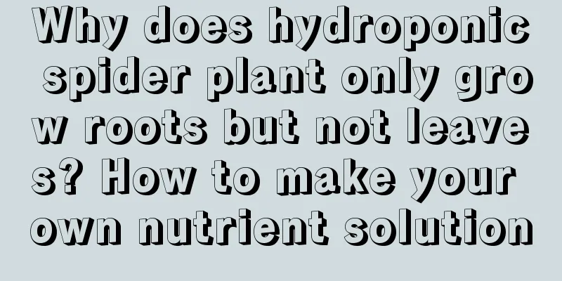 Why does hydroponic spider plant only grow roots but not leaves? How to make your own nutrient solution