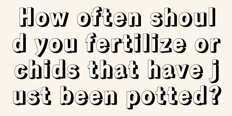 How often should you fertilize orchids that have just been potted?