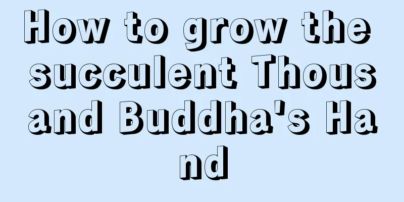 How to grow the succulent Thousand Buddha's Hand