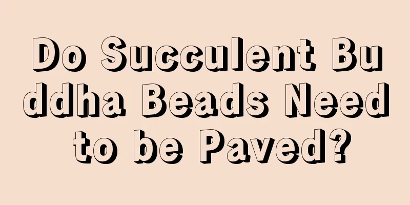 Do Succulent Buddha Beads Need to be Paved?