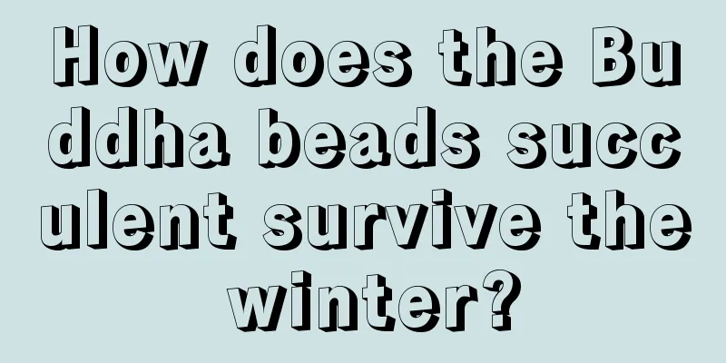 How does the Buddha beads succulent survive the winter?