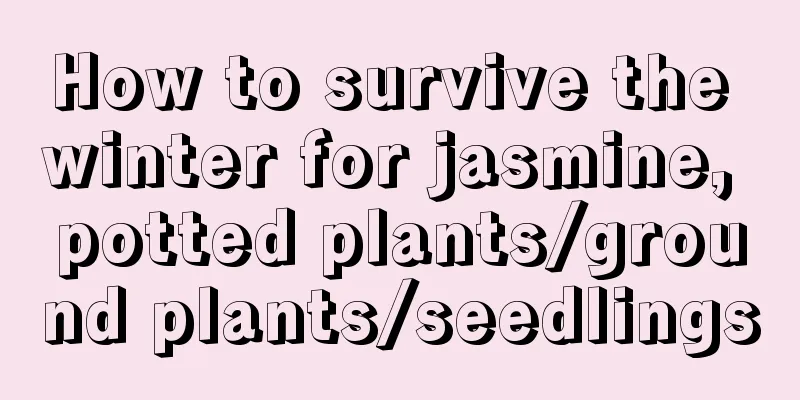 How to survive the winter for jasmine, potted plants/ground plants/seedlings