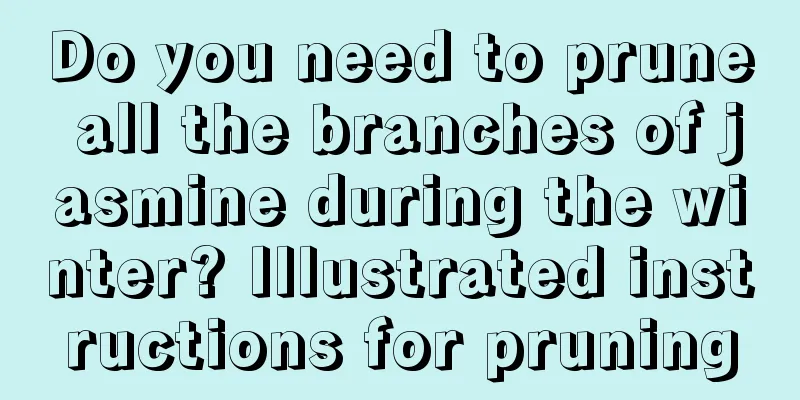 Do you need to prune all the branches of jasmine during the winter? Illustrated instructions for pruning