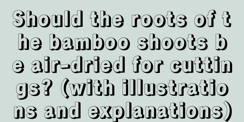 Should the roots of the bamboo shoots be air-dried for cuttings? (with illustrations and explanations)