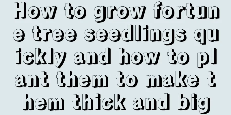 How to grow fortune tree seedlings quickly and how to plant them to make them thick and big