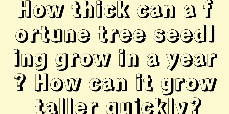 How thick can a fortune tree seedling grow in a year? How can it grow taller quickly?