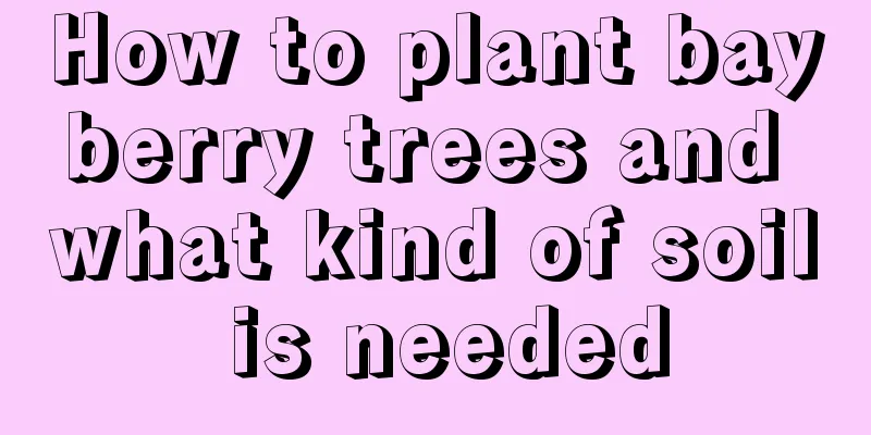 How to plant bayberry trees and what kind of soil is needed