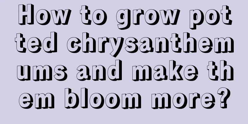 How to grow potted chrysanthemums and make them bloom more?