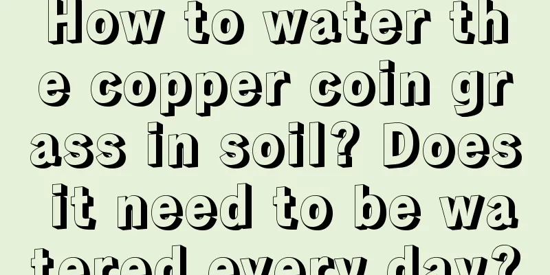 How to water the copper coin grass in soil? Does it need to be watered every day?