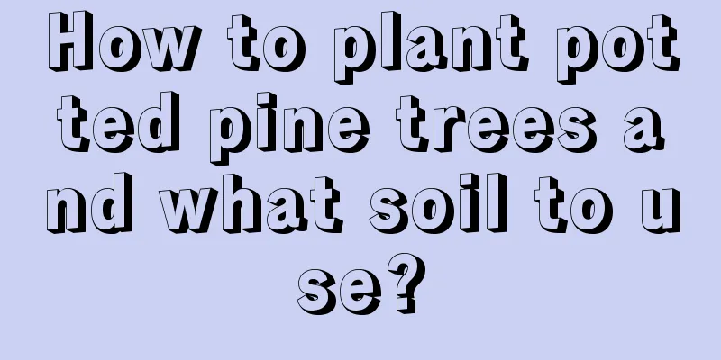 How to plant potted pine trees and what soil to use?